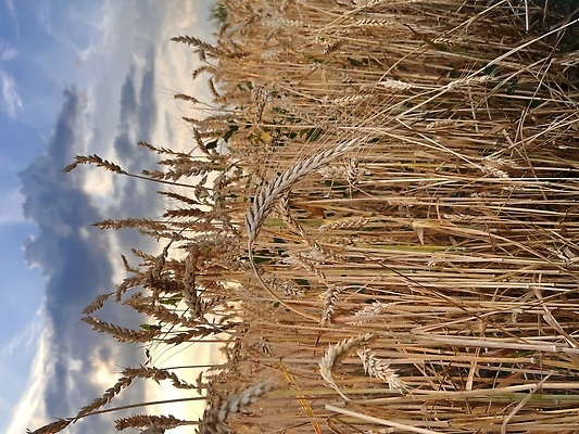 포토 JPG 해외이미지 나무 식물 계절 산업 음식 빵 줄기 컬러 백그라운드 밭 농업 일러스트 자연 하늘 날씨 건조 건강 사람없음 야외 농작물 햇빛 태양 뷰티 농장 노란색 마을 일몰 수확 성장 흰색 시골 신선 황금 낟알 시리얼 밀 보리 밭일 호밀 세련 해외202310 해외포토 자연요소 곡류 노을 생태계 파일형식
