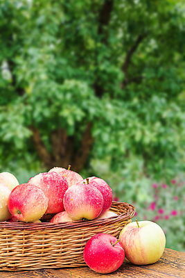 포토 JPG 해외이미지 나무 식물 계절 음식 컬러 백그라운드 농업 다이어트 과일 자연 탁자 건강 사람없음 야외 목재 장식 빨간색 초록색 갈색 바구니 정원 식사 수확 시골 신선 그룹 달콤 사과 유기농 날것 내추럴 뒤뜰 땅바닥 숙성 채식주의자 맛있는 해외202310 해외포토 웰빙 산업 가구 재료 바닥 맛 생태계 채식 파일형식