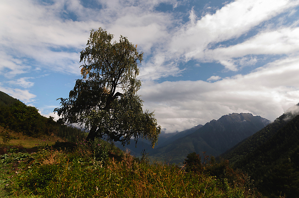포토 JPG 해외이미지 나무 1 백그라운드 자연 하늘 산 사람없음 야외 초록색 파란색 햇빛 태양 뷰티 환경 봄 시골 큼 언덕 싱글 내추럴 해외202310 해외포토 자연요소 식물 계절 컬러 크기 생태계 파일형식