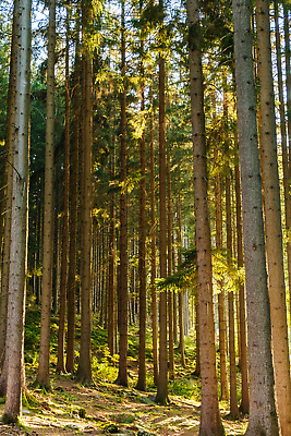 포토 JPG 해외이미지 나무 식물 길 야생동물 자연 이끼 사람없음 목재 초록색 햇빛 환경 침묵 하이킹 다양 성장 시골 숲 오솔길 장면 공상 침엽수 내추럴 삼림지대 해외202310 해외포토 동물 컬러 다수 재료 레저 태양 소리 생태계 파일형식