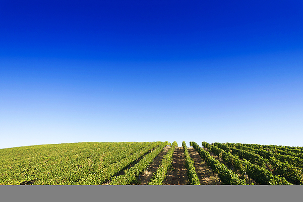 포토 JPG 해외이미지 식물 선 백그라운드 밭 과일 포도 풍경 사람없음 초록색 여름 농가 농장 수확 시골 포도밭 해외202310 해외포토 계절 컬러 농업 파일형식