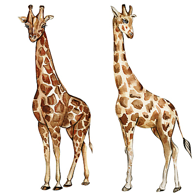 JPG 해외이미지 두마리 일러스트 사람없음 기린 해외202310 해외일러스트 2 포유류 파일형식