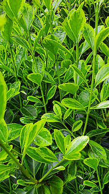 포토 JPG 해외이미지 식물 꽃 백그라운드 잎 자연 탁자 표면 새로움 그림자 서기 사람없음 목재 빛 울타리 세일 상점 정원 어둠 골동품 광선 물방울 나뭇가지 시골 신선 판넬 바늘 체리 이슬 카네이션 질감 아로마 지역 금잔화 채소밭 모종 옛날 프로젝트 가문비나무 그리너리 개조 해외202310 해외포토 나무 가구 컨셉 밭 과일 재료 모션 담장 도구 생태계 파일형식 트랜드컬러