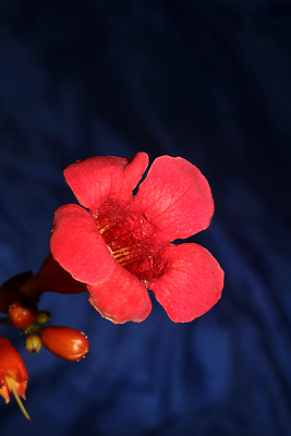 포토 JPG 해외이미지 식물 계절 꽃 유럽 분홍색 컬러 자연 사람없음 야외 장식 여름 컬러풀 바구니 정원 보라색 봄 성장 벚꽃 개화 닫기 제비꽃 묘사 오브젝트 원예 화단 덩어리 잡종 내추럴 많음 피튜니아 해외202310 해외포토 나라 컨셉 모션 취미 생태계 파일형식