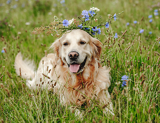포토 JPG 해외이미지 꽃 행복 놀이 사람없음 야외 산책 개 강아지풀 해외202310 해외포토 식물 감정 포유류 휴식 한해살이풀 파일형식