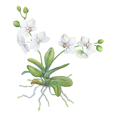 포토 JPG 해외이미지 클립아트 식물 꽃잎 꽃 줄기 꽃다발 결혼 잎 꽃무늬 일러스트 기념 선물 미술 사람없음 내부 그래픽 세트 유행 일본 스파 낭만 흰색 축하 인사 생일 난초 우아함 스케치 꽃집 그림 생태계 원예 하와이 엽서 초대 손그림 고립 구성 이국적 파라다이스 하와이인 그리너리 현실 해외202310 해외일러스트 외국인 기념일 아시아 컬러 컨셉 무늬 문화예술 이벤트 취미 상점 미국 예절 편지 파일형식 트랜드컬러