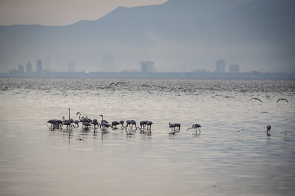 포토 JPG 해외이미지 동물 유럽 호수 야생동물 분홍색 여행 백그라운드 자연 조류 사랑 서기 풍경 사람없음 야외 가로 빨간색 물 컬러풀 뷰티 반사 걷기 흰색 연못 그룹 플라밍고 깃털 부리 소금 내추럴 동물상 랜드마크 이국적 해외202310 해외포토 사이프러스공화국 자연요소 감정 나라 컬러 모션 조형물 생태계 파일형식