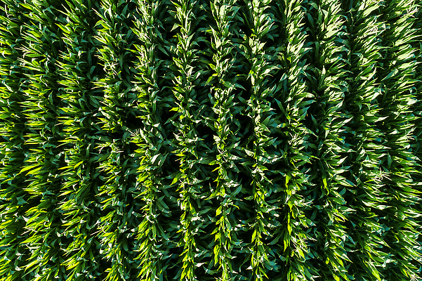 포토 JPG 해외이미지 식물 계절 산업 음식 백그라운드 잎 밭 농업 자연 안테나 건강 옥수수 요리 씨앗 풍경 사람없음 야외 초록색 여름 농작물 농장 농경지 수확 성장 시골 신선 낟알 땅 먹기 유기농 내추럴 항공촬영 드론 밭일 생태학 줄서기 해외202310 해외포토 웰빙 교육 뷰포인트 컬러 통신 모션 곡류 생태계 파일형식