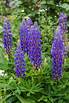 포토 JPG 해외이미지 식물 꽃 분홍색 꽃무늬 밭 자연 사람없음 여름 파란색 뷰티 정원 보라색 봄 벚꽃 개화 제비꽃 라벤더 영원 해외202310 해외포토 계절 컬러 무늬 농업 허브 생태계 파일형식