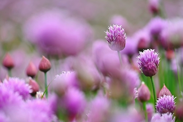 포토 JPG 해외이미지 식물 계절 꽃 분홍색 컬러 백그라운드 꽃무늬 밭 농업 자연 양파 건강 사람없음 야외 초록색 컬러풀 뷰티 환경 정원 보라색 봄 벚꽃 신선 개화 닫기 허브 제비꽃 원예 내추럴 쪽파 식용 채식주의자 해외202310 해외포토 산업 무늬 채소 모션 취미 생태계 채식 파 파일형식