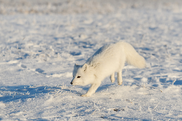 포토 JPG 해외이미지 동물 야생동물 백그라운드 캐나다 겨울 포유류 자연 털 노르웨이 사람없음 야외 뷰티 갈색 맑음 얼음 추위 흰색 모피 북극 꼬리 사냥 여우 육식동물 변장 사냥꾼 북쪽 솜털 알래스카 동물상 스칸디나비아 해외202310 해외포토 자연요소 직업 계절 유럽 컬러 북아메리카 날씨 조형물 미국 극지방 방향 생태계 파일형식