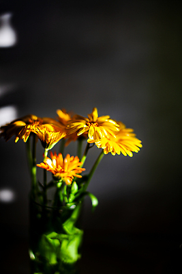 포토 JPG 해외이미지 식물 디자인 배너 계절 꽃잎 꽃 컬러 꽃다발 백그라운드 컨셉 꽃무늬 자연 유리 탁자 휴가 부활절 주택 국화 선물 사랑 사람없음 내부 장식 물 여름 태양 뷰티 노란색 정원 꽃병 봄 수확 벚꽃 흰색 축하 신선 개화 다발 수선화 내추럴 고립 해외202310 해외포토 자연요소 기념일 감정 가구 무늬 농업 재질 건물 생태계 파일형식