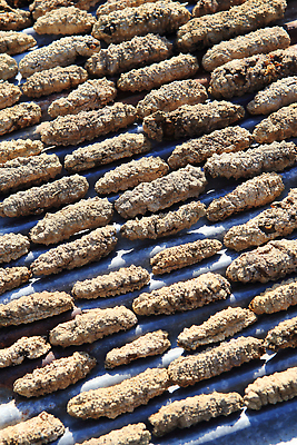 포토 JPG 해외이미지 동물 음식 바다 컬러 다이어트 자연 오이 생물 건조 종류 육류 요리 사람없음 야외 물 햇빛 태양 수영 식사 잡기 뜨거움 맛 해산물 피부 모음 어장 범퍼 소금물 맛있는 해외202310 해외포토 자연요소 컨셉 채소 식재료 모션 건강 신체부위 수상스포츠 생태계 파일형식