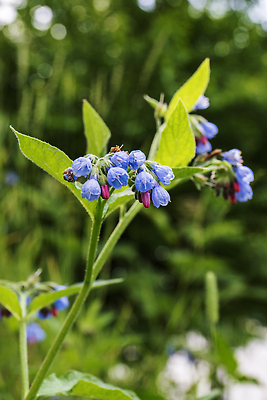 포토 JPG 해외이미지 식물 꽃잎 꽃 분홍색 밭 자연 사람없음 여름 파란색 뷰티 정원 보라색 봄 들꽃 벚꽃 제비꽃 해외202310 해외포토 계절 컬러 농업 생태계 파일형식