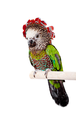 포토 JPG 해외이미지 사람없음 앵무새 해외202310 해외포토 조류 파일형식