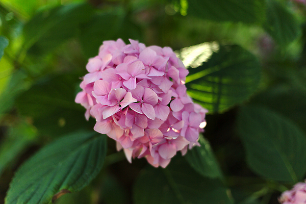 포토 JPG 해외이미지 식물 계절 꽃잎 꽃 분홍색 컬러 백그라운드 꽃무늬 자연 사람없음 뷰티 정원 봄 벚꽃 신선 개화 닫기 소프트포커스 다발 원예 수국 내추럴 블러 해외202310 해외포토 무늬 모션 촬영기법 취미 생태계 파일형식