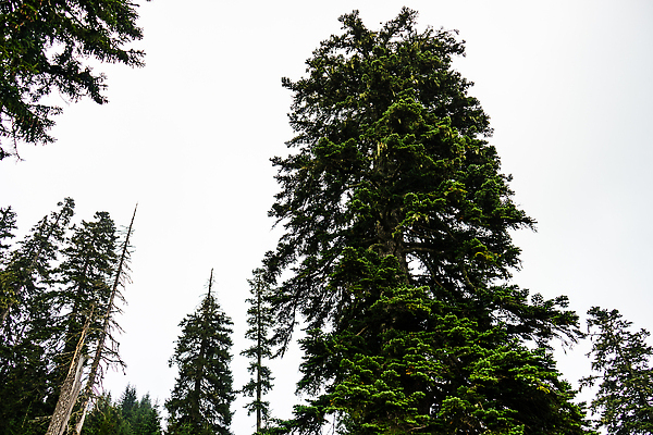포토 JPG 해외이미지 나무 식물 도로 길 여행 자연 하늘 산 풍경 사람없음 초록색 여름 파란색 시골 숲 휴양지 지역 내추럴 방법 서쪽 해외202310 해외포토 계절 컬러 교통시설 장소 방향 생태계 파일형식