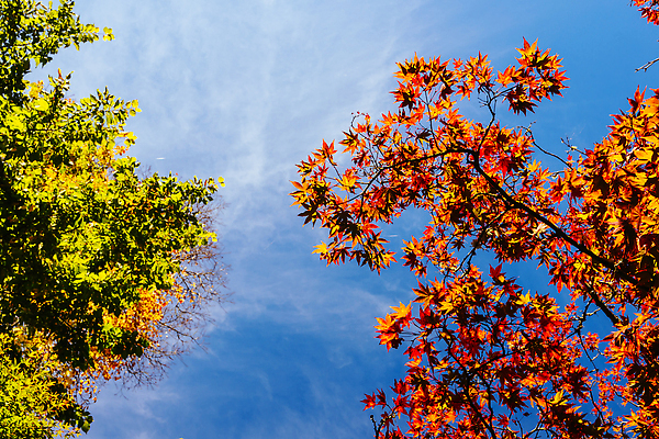 포토 JPG 해외이미지 나무 식물 계절 공원 호수 여행 잎 오렌지 자연 추상 휴식 따뜻함 풍경 사람없음 야외 물 빛 컬러풀 뷰티 반사 노란색 환경 정원 침묵 활발 가을 전원 시골 황금 호주 숲 장면 내추럴 구식 멜버른 해외202310 해외포토 자연요소 공공시설 컬러 컨셉 무늬 과일 소리 오세아니아 전기에너지 생태계 파일형식