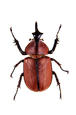 포토 JPG 해외이미지 동물 한마리 야생동물 곤충 백그라운드 자연 생물 무척추동물 실내 종류 갑각류 사람없음 빨간색 세로 갈색 검은색 어둠 흰색 수비 벌레 수집 딱정벌레 박물관 생물학 각도 슛 코뿔소 고립 동물상 유니콘 카피스페이스 해외202310 해외포토 1 교육 컬러 포유류 모션 내부 조형물 공백 생태계 파일형식