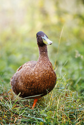 포토 JPG 해외이미지 동물 포즈 자연 조류 오리 잔디 사람없음 초록색 농장 갈색 걷기 마을 초콜릿 시골 깃털 친환경 부리 목 물새 계산서 기르기 해외202310 해외포토 식물 컬러 농업 모션 디저트 신체부위 환경 생태계 돌봄 파일형식