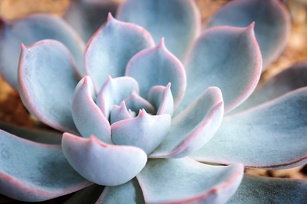 포토 JPG 해외이미지 무료이미지 근접촬영 사람없음 다육식물 해외202310 해외포토 식물 뷰포인트 파일형식 무료콘텐츠