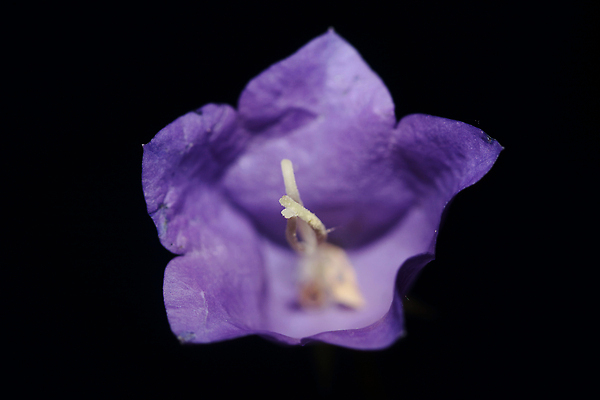 포토 JPG 해외이미지 식물 꽃잎 꽃 컬러 백그라운드 잎 꽃무늬 자연 휴가 사람없음 장식 초록색 여름 파란색 컬러풀 뷰티 정원 보라색 봄 벚꽃 종 시골 개화 닫기 제비꽃 원예 생물학 라일락 내추럴 블루벨 해외202310 해외포토 계절 교육 무늬 모션 취미 생태계 파일형식