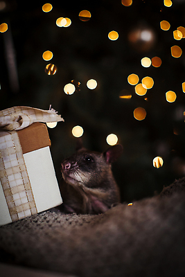 포토 JPG 해외이미지 나무 동물 야생동물 여행 백그라운드 크리스마스 겨울 포유류 아프리카 휴가 전등 새해 생물 수염 주택 기념 종류 선물 사람없음 내부 장식 반려동물 산타클로스 방 회색 축하 도움 고급 야간 쥐 설치류 큼 벽난로 꼬리 냄새 거인 탐지 특별함 해외202310 해외포토 자연요소 식물 계절 기념일 나라 컬러 컨셉 조명 건물 크기 파일형식