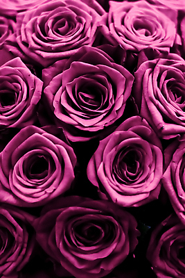 포토 JPG 해외이미지 꽃다발 근접촬영 사람없음 장미 보라색 로맨틱 해외202310 해외포토 꽃 뷰포인트 컬러 컨셉 파일형식