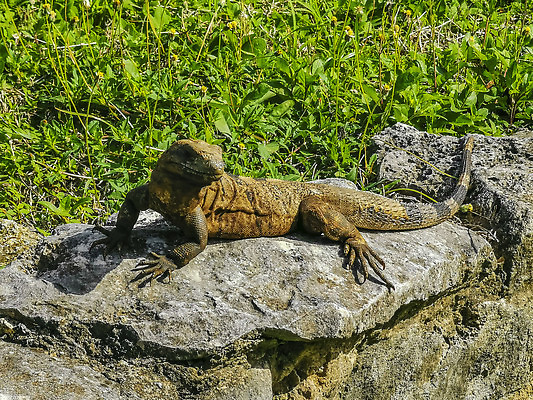 포토 JPG 해외이미지 동물 야생동물 여행 백그라운드 건축양식 파충류 자연 하늘 휴가 멕시코 풍경 사람없음 야외 여름 뷰티 머리 맑음 바위 사찰 도마뱀 이구아나 유카탄 마야 내추럴 고고학 이국적 해외202310 해외포토 계절 교육 건축 북아메리카 종교건축 날씨 신체부위 돌_바위 생태계 마야문명 파일형식