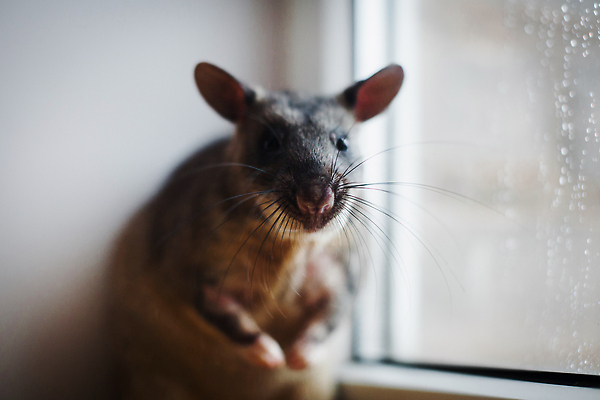 포토 JPG 해외이미지 동물 디자인 야생동물 여행 백그라운드 창문 포유류 아프리카 생물 수염 주택 종류 사람없음 내부 장식 반려동물 놀람 방 회색 덮개 도움 고급 야간 쥐 설치류 큼 꼬리 냄새 거인 탐지 특별함 해외202310 해외포토 자연요소 감정 나라 컬러 컨셉 표정 건물 뚜껑 크기 파일형식