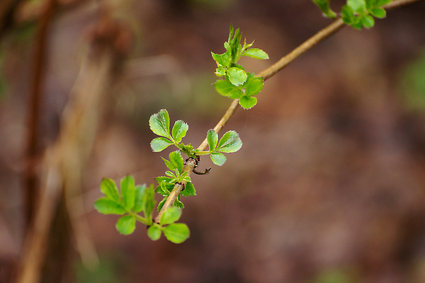 포토 JPG 해외이미지 주간 나무 식물 1 디자인 계절 야생동물 컬러 백그라운드 잎 패턴 자연 추상 새로움 사람없음 야외 장식 초록색 여름 갈색 환경 정원 봄 성장 나뭇가지 신선 오픈 작음 4월 묘사 싱글 질감 심플 내추럴 처음 해외202310 해외포토 자연요소 동물 컨셉 무늬 날짜 크기 생태계 파일형식