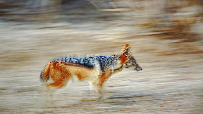 포토 JPG 해외이미지 동물 야생동물 포즈 포유류 모션 아프리카 자연 추상 파노라마 국립공원 사람없음 야외 옆모습 관광지 달리기 사막 황무지 보호 사파리 장노출 나미비아 남아프리카 보츠와나 보호구역 칼라하리 건조기후 해외202310 해외포토 공원 나라 뷰포인트 여행 컨셉 무늬 촬영기법 생태계 구역 파일형식