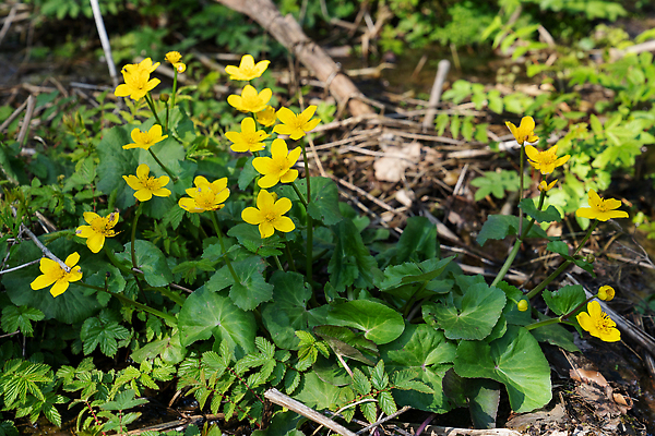 포토 JPG 해외이미지 식물 계절 꽃잎 꽃 꽃무늬 자연 사람없음 야외 환경 봄 성장 벚꽃 신선 개화 닫기 숲 관목 생태계 화단 내추럴 영원 해외202310 해외포토 나무 무늬 모션 파일형식