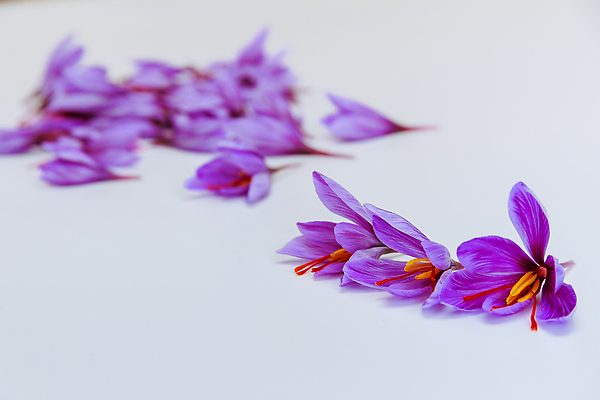 포토 JPG 해외이미지 식물 계절 꽃 꽃무늬 농업 재료 건강 사람없음 빛 컬러풀 햇빛 정원 보라색 수확 성장 벚꽃 신선 개화 약초 디자이너 허브 제비꽃 향신료 흰배경 내추럴 땅바닥 사프란 해외202310 해외포토 직업 산업 컬러 백그라운드 무늬 바닥 태양 흰색 풀_식물 향미료 파일형식