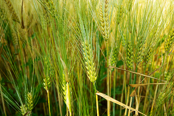 포토 JPG 해외이미지 식물 계절 음식 백그라운드 밭 농업 자연 건강 옥수수 씨앗 풍경 사람없음 초록색 여름 농작물 농장 농경지 봄 수확 성장 시골 신선 낟알 시리얼 밀 묘사 유기농 보리 귀 내추럴 밭일 해외202310 해외포토 웰빙 산업 컬러 곡류 신체부위 생태계 파일형식