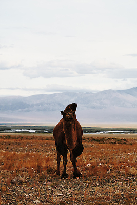 포토 JPG 해외이미지 동물 전통 계절 아시아 길 야생동물 모래 여행 백그라운드 포유류 자연 산 동양인 인종 사람없음 야외 세계 농장 갈색 걷기 환경 고요 사막 황무지 군중 승차 모피 몽골 낙타 지역 길이 혹 단봉낙타 동물상 스텝 산맥 해외202310 해외포토 나라 컬러 농업 모션 사람 조형물 생태계 파일형식