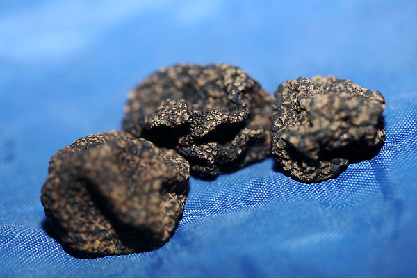 포토 JPG 해외이미지 접시 음식 채소 탁자 마늘 요리 사람없음 주방 검은색 식사 저녁식사 버섯 놀람 이탈리아 프랑스 신선 고급 맛 먹기 준비 날것 슬라이스 서빙 향 양고기 점심식사 항공촬영 고립 곰팡이 이국적 채식주의자 맛있는 해외202310 해외포토 식기 감정 유럽 뷰포인트 컬러 가구 컨셉 모션 표정 육류 채식 파일형식