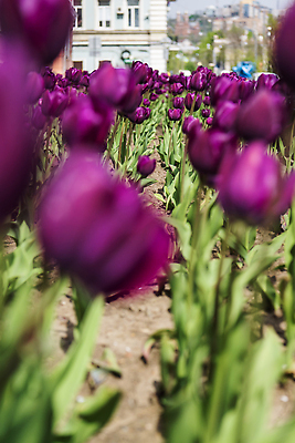 포토 JPG 해외이미지 식물 공원 꽃잎 꽃 분홍색 컬러 잎 꽃무늬 밭 자연 사람없음 빨간색 뷰티 정원 보라색 봄 튤립 벚꽃 원예 해외202310 해외포토 계절 공공시설 무늬 농업 취미 생태계 파일형식