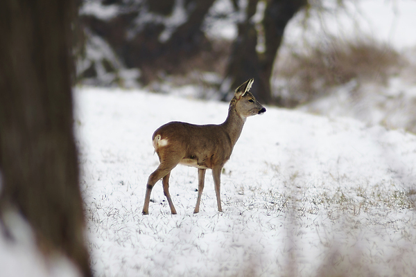 포토 JPG 해외이미지 동물 척추동물 응시 계절 야생동물 겨울 밭 포유류 자연 아침 사슴 털 뿔 앉기 사람없음 야외 빨간색 갈색 환경 달러 힘 가을 숲 방목 모피 꼬리 귀 솜털 동물상 삼림지대 암사슴 웅장함 반추동물 벨벳 해외202310 해외포토 주간 시선 컬러 돈 농업 모션 신체부위 조형물 축산업 암컷 실크 생태계 파일형식