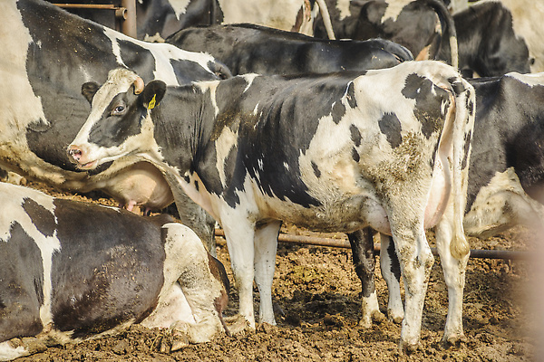 포토 JPG 해외이미지 동물 농업 포유류 실내 서기 풍경 사람없음 가로 농가 농장 가축 기계 목장 시골 점 소 트랙터 헛간 숨김 외양간 대가리 해외202310 해외포토 산업 컨셉 모션 내부 농기계 저장고 특수차량 파일형식