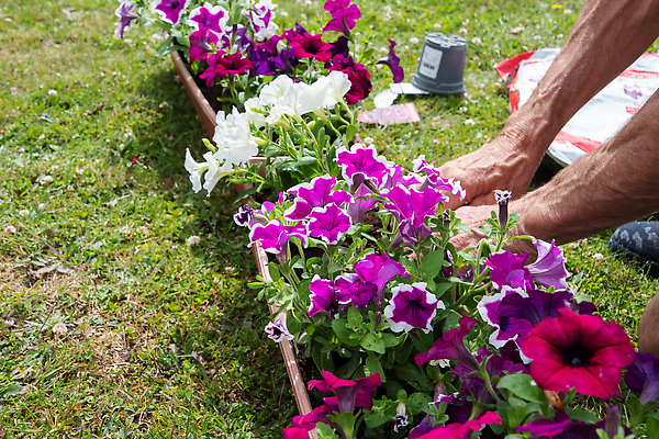 포토 JPG 해외이미지 식물 손 계절 여자 꽃 화분 분홍색 장갑 잎 꽃무늬 농업 자연 건강 사람없음 야외 초록색 뷰티 정원 보라색 봄 성장 벚꽃 흰색 업무 개화 플랫 닫기 냄비 작음 플라스틱 묘사 원예 라일락 내추럴 땅바닥 묘목 원예사 많음 피튜니아 해외202310 해외포토 나무 직업 잡화 산업 컬러 컨셉 무늬 모션 재질 바닥 사람 취미 신체부위 작업 솥 크기 생태계 파일형식