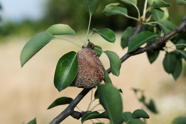 포토 JPG 해외이미지 식물 계절 음식 잎 농업 과일 사람없음 손상 수확 껍질 질병 유기농 패배 문제 곰팡이 썩음 세련 해외202310 해외포토 웰빙 산업 컨셉 의학 파일형식