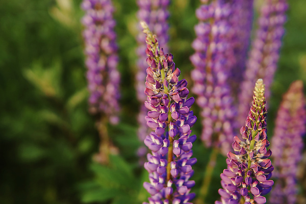 포토 JPG 해외이미지 식물 계절 꽃잎 꽃 호수 섬 여행 백그라운드 잎 꽃무늬 밭 자연 사람없음 가로 초록색 파란색 컬러풀 햇빛 뷰티 정원 맑음 보라색 봄 들꽃 프랑스 벚꽃 시골 신선 개화 다발 제비꽃 언덕 남쪽 내추럴 프로방스 해외202310 해외포토 유럽 컬러 무늬 농업 날씨 태양 방향 생태계 파일형식
