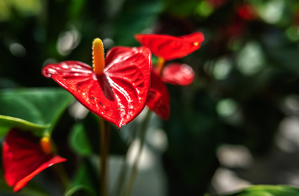 포토 JPG 해외이미지 식물 꽃 컬러 백그라운드 잎 꽃무늬 자연 사람없음 야외 장식 빨간색 여름 컬러풀 뷰티 보라색 봄 기쁨 벚꽃 5월 해외202310 해외포토 계절 감정 무늬 날짜 생태계 파일형식