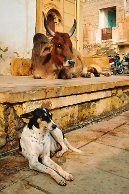 포토 JPG 해외이미지 동물 전통 아시아 종교 문화 여행 포유류 거리 사람없음 반려동물 도시 소 개 인도인 황소 장면 신성 힌두교 해외202310 해외포토 외국인 나라 동양인 파일형식