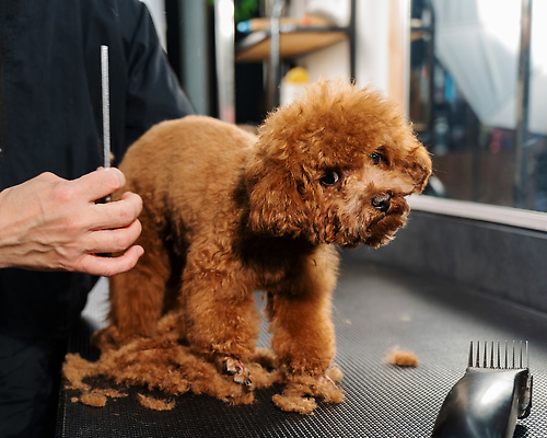 포토 JPG 해외이미지 손 신체부위 뷰티 귀여움 이발 푸들 다듬기 바리깡 애견빗 해외202310 해외포토 컨셉 모션 사람 개 애견용품 파일형식