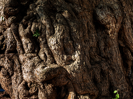 포토 JPG 해외이미지 나무 백그라운드 자연 벽지 표면 날씨 추상 건조 그림자 사람없음 목재 갈색 환경 거친 틈 주름 균열 묘사 질감 나무껍질 내추럴 그런지 옛날 해외202310 해외포토 식물 컬러 무늬 재료 모션 껍질 생태계 파일형식