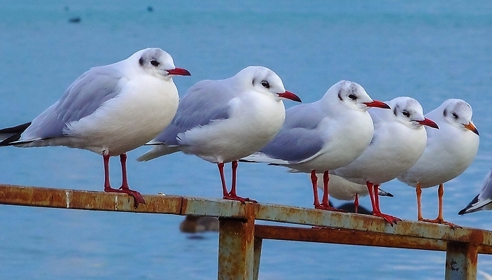 포토 JPG 해외이미지 야생동물 겨울 날개 갈매기 조류 오리 사람없음 파란색 수영 흰색 습지 깃털 시끄러움 물새 해외202310 해외포토 동물 계절 컬러 수상스포츠 파일형식