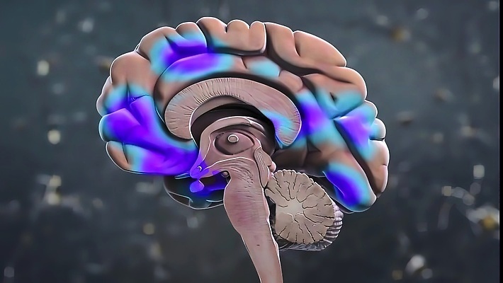 포토 JPG 해외이미지 단면 사람없음 3D 질병 뇌 생물학 신경기관 반응 생명과학 자극 해외202310 해외포토 교육 과학 의학 장기_의학 디지털합성 파일형식