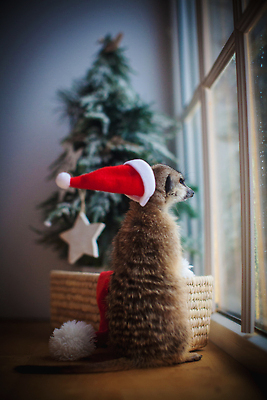 포토 JPG 해외이미지 나무 동물 디자인 별 야생동물 새끼 백그라운드 크리스마스 겨울 창문 포유류 휴가 전등 새해 주택 기념 동물원 선물 사람없음 내부 장식 초록색 산타클로스 갈색 목도리 손상 방 덮개 축하 직물 고급 보호 작음 집중 벽난로 남아프리카 미어캣 주목 칼라하리 해외202310 해외포토 자연요소 식물 잡화 계절 기념일 컬러 컨셉 아프리카 조명 건물 사막 뚜껑 크기 파일형식